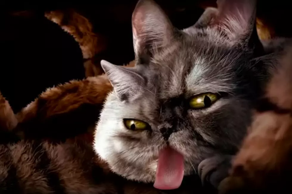 Run the Jewels’ Bizarre ‘Meowpurrdy’ Video Stars a Bunch of Demented Cats