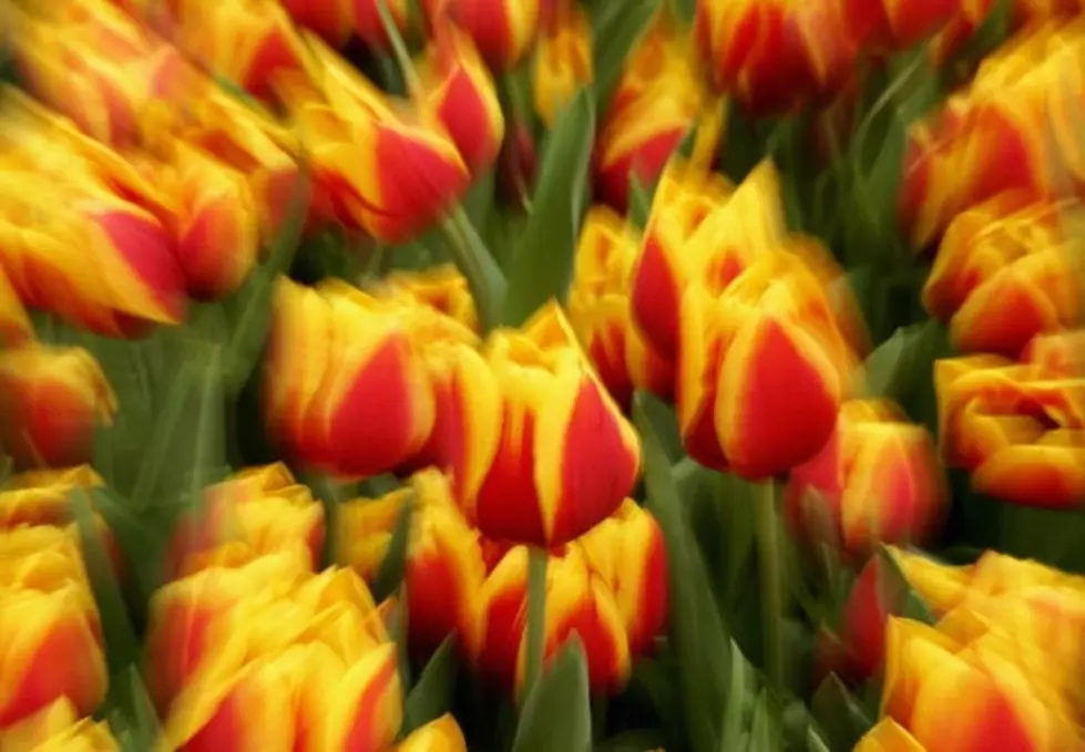 Hold The Warm Weather!  Tulip Time Isn’t Here Yet, Michigan!