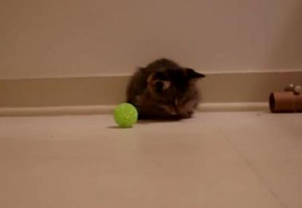 Blind Kitten Plays With Toys For First Time [Video]