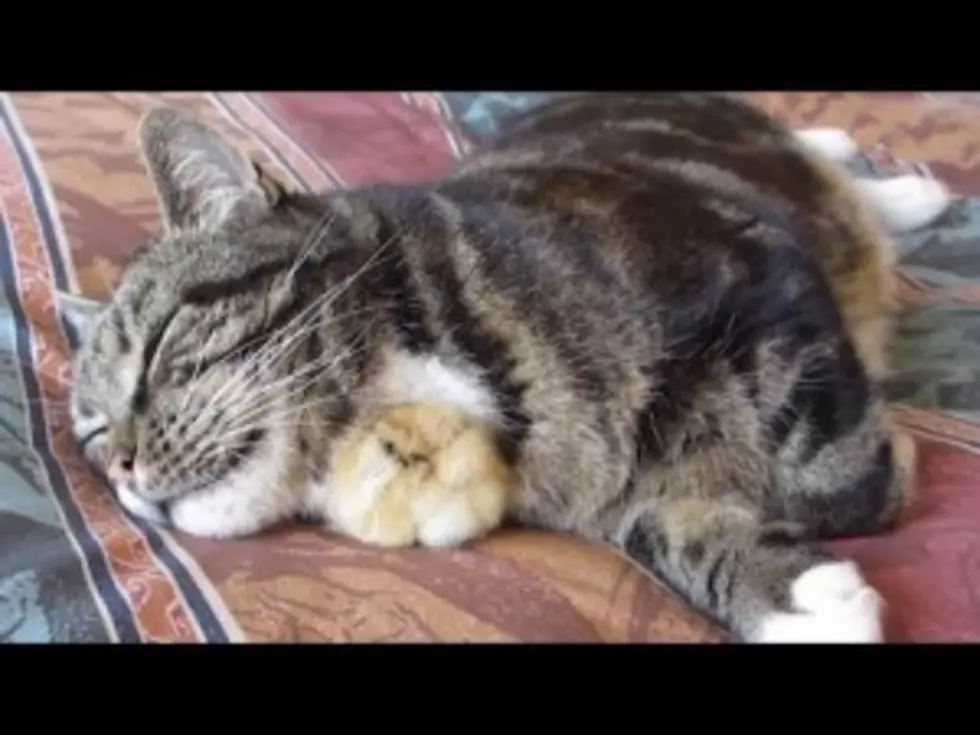 Baby Chick And Cat Are Best Buds (Video)