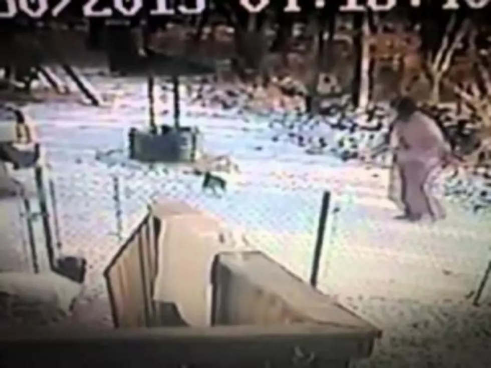 Kicking Snow at a Cat is not to Cool  (video)