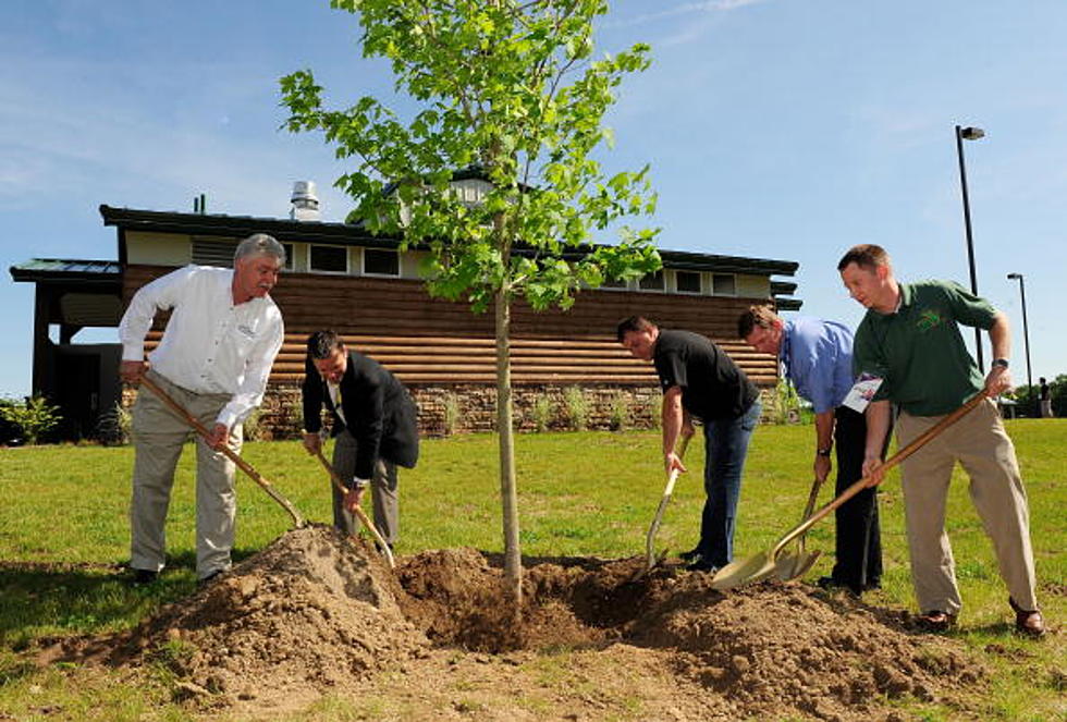 City of Kentwood awarded part of $75,000 of tree-planting grants from DNR and DTE