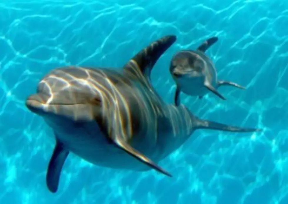 Dolphins Swim With Skier [Video]