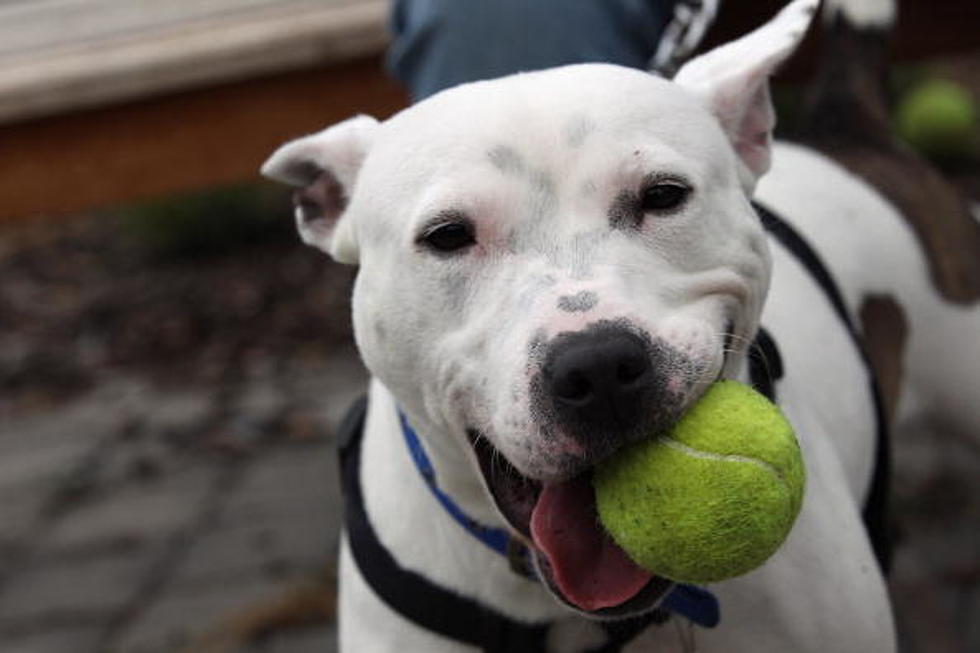 This Dog Really Loves to Play With Balls [Video]