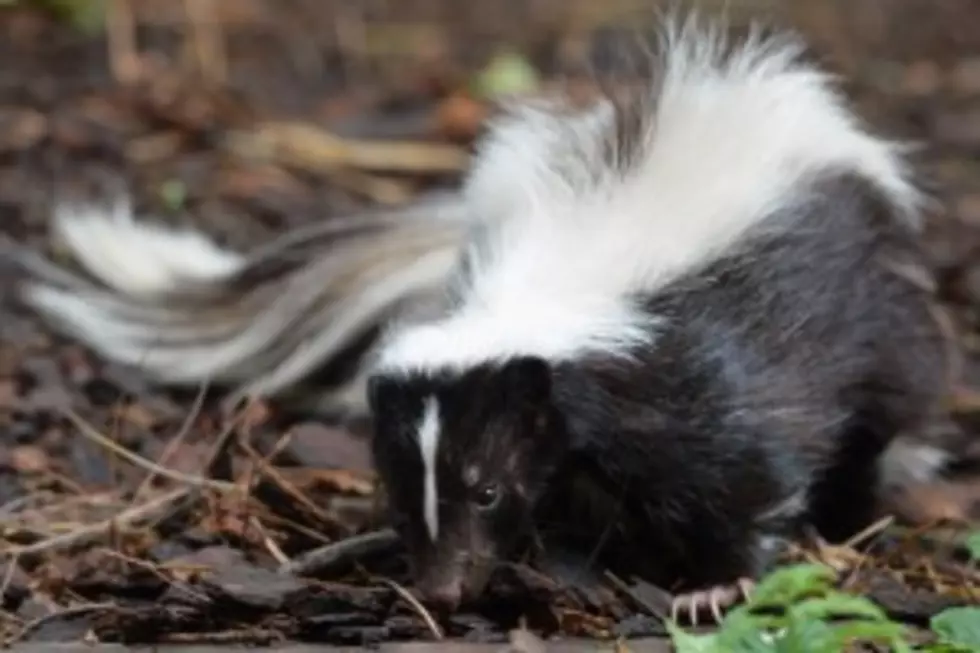 Skunks Invading Grand Rapids, What to do if Skunks are on your Property