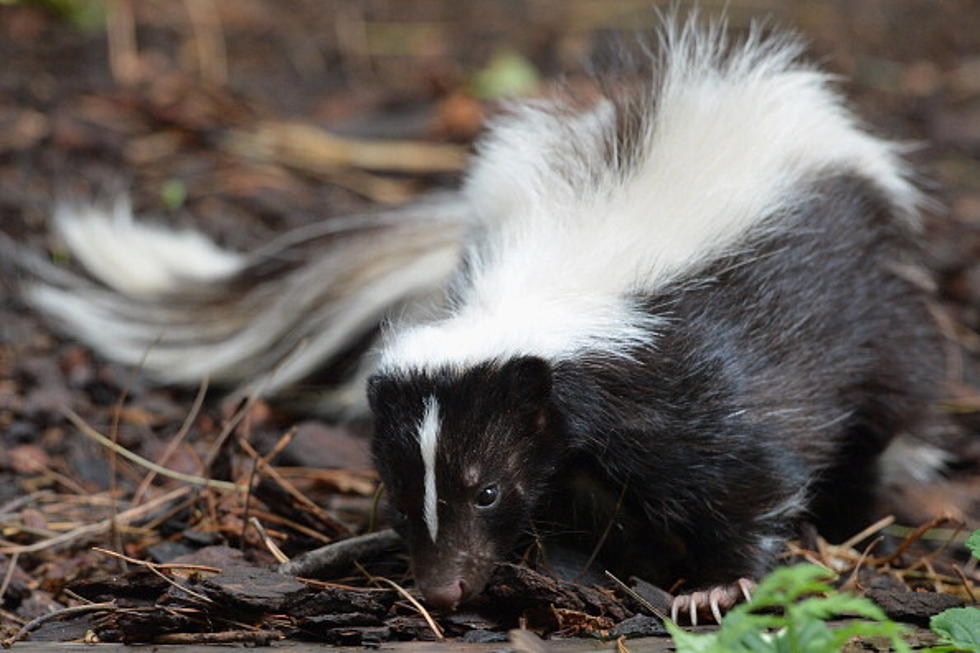 Skunks Invading Grand Rapids, What to do if Skunks are on your Property