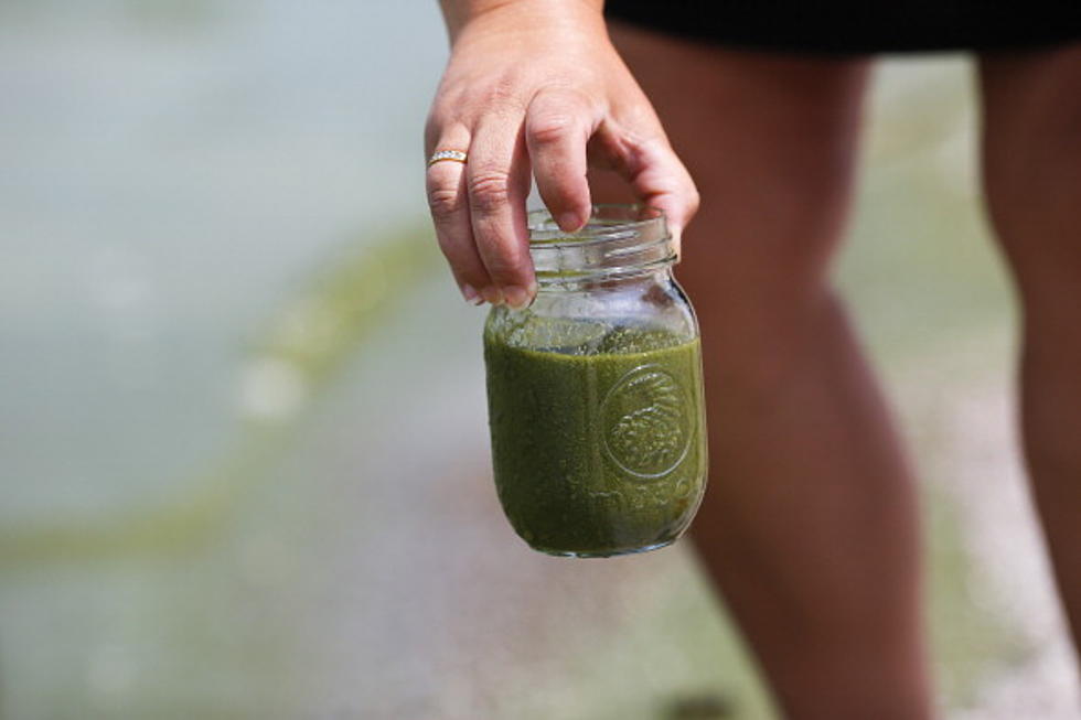 Harmful Algae Blooms Unlikely to Affect West Michigan Water