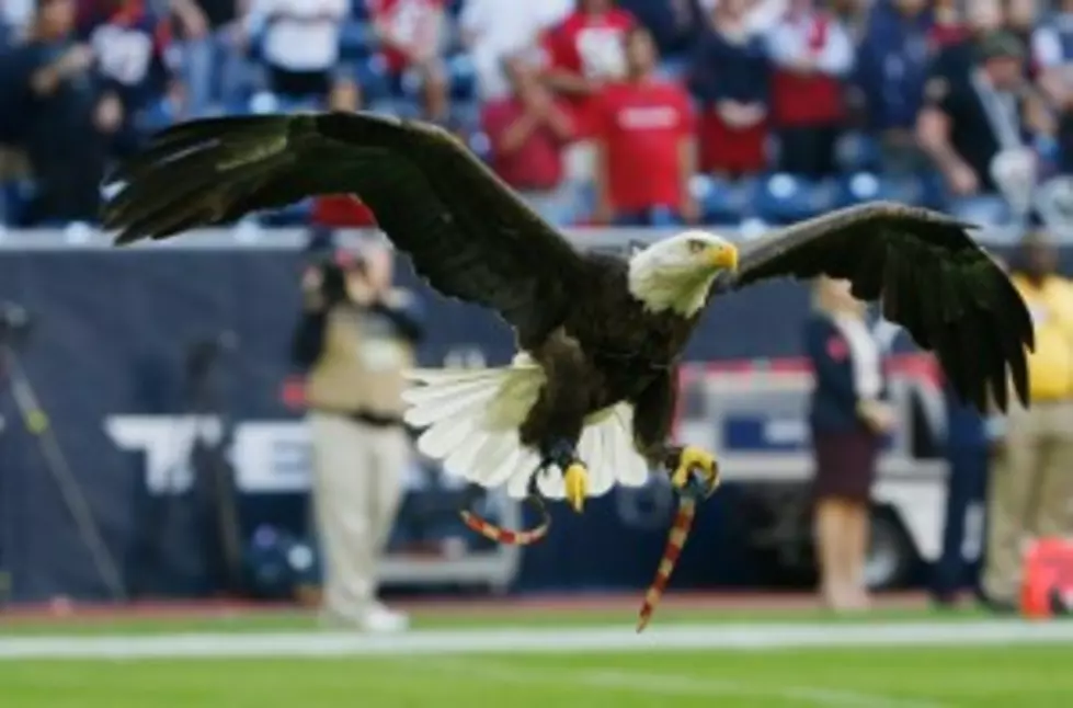 Bald Eagle Flies at NFL Football Game [Video]