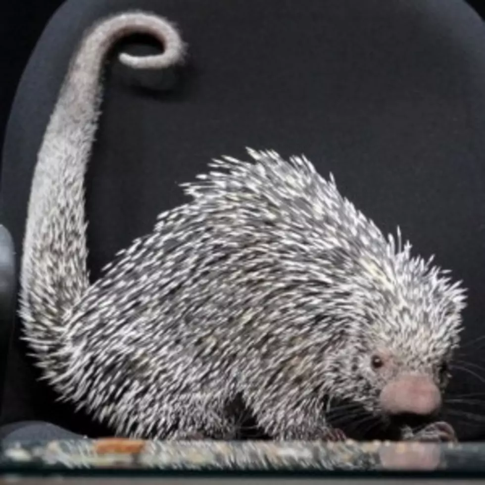 It&#8217;s Super Bowl Sunday! And the Winner Will be&#8230;..? Ask the Porcupine [Video]
