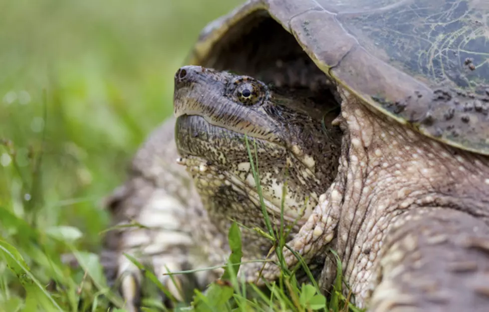 Michigan DNR Needs Help Spotting Turtles, Frogs, Snakes and Lizards