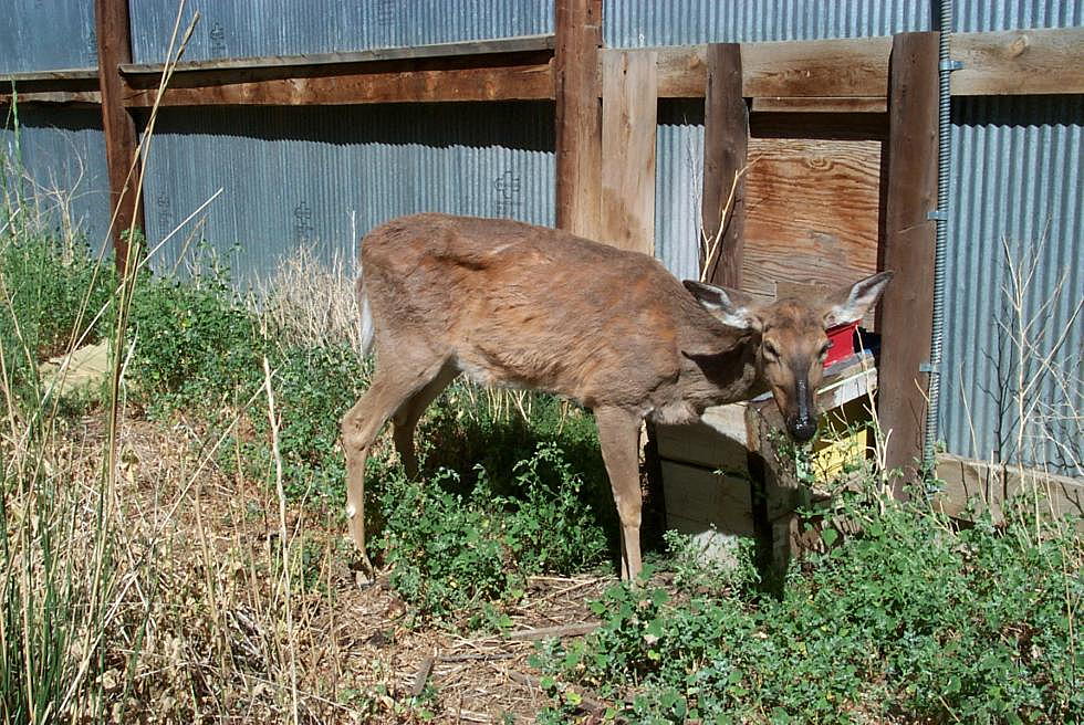 Michigan Confirms First Case of Chronic Wasting Disease in Free-Ranging Deer