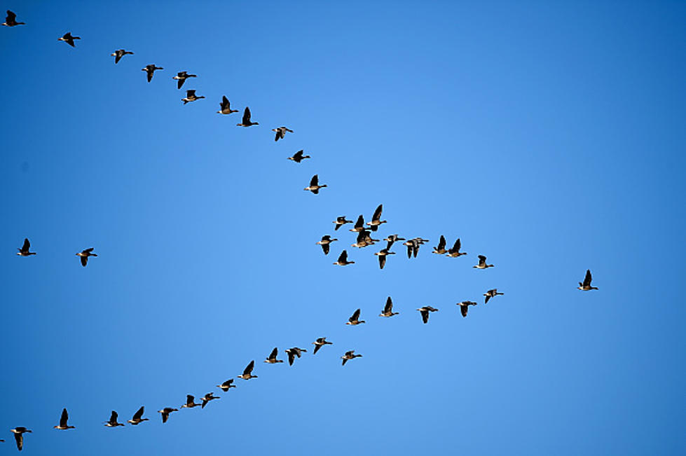 Michigan’s First Case of Avian Flu Confirmed in Wild Geese
