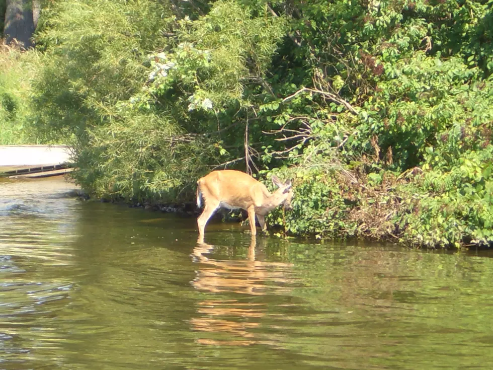 Another Michigan Deer Has CWD