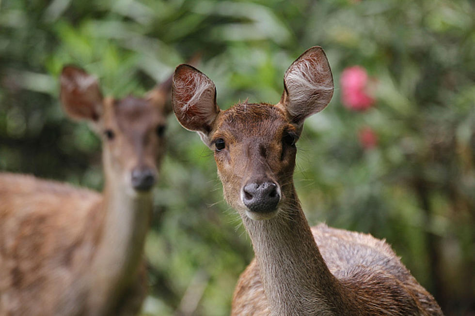 Bambi and Thumper are Real [Video]