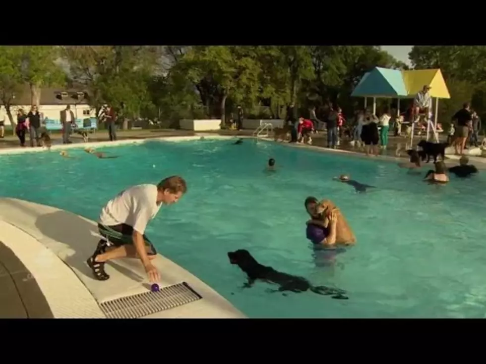 Last Day in the Pool for all Things Four-Legged [Video]