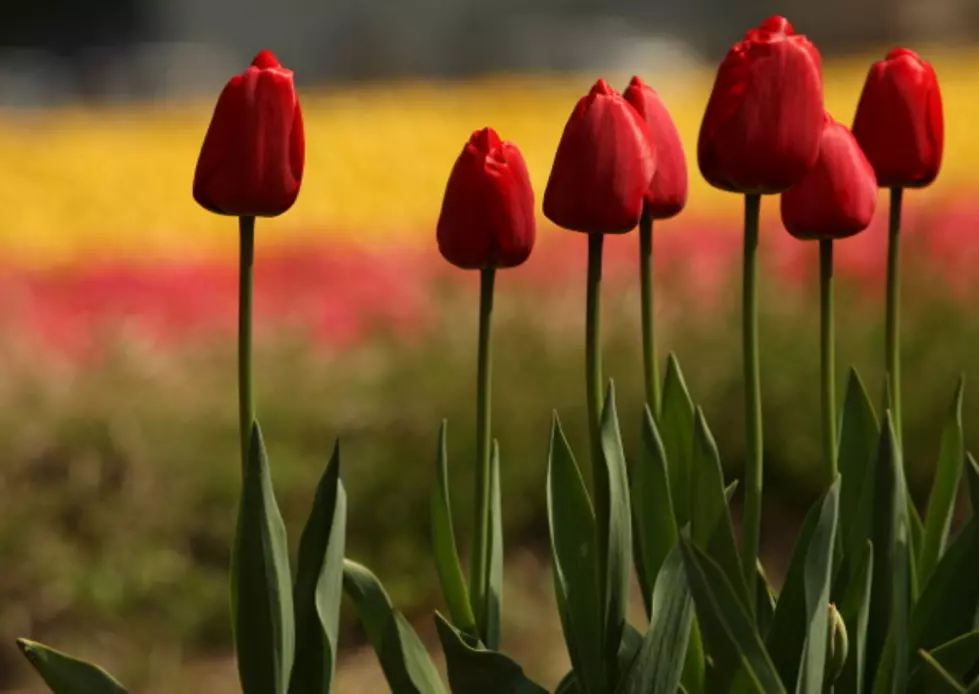 See How City of Holland Plants 250,000 Tulip Bulbs [Video]