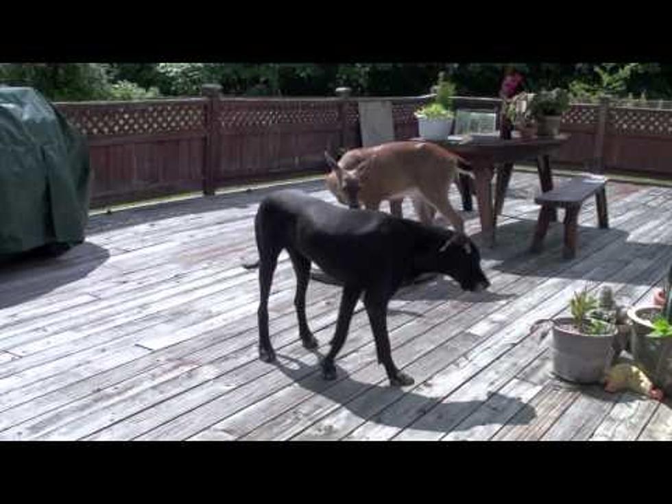 A Dog and a Deer Are Best Friends [Video]