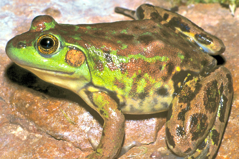 Michigan’s Annual Frog and Toad Survey Needs More Volunteers