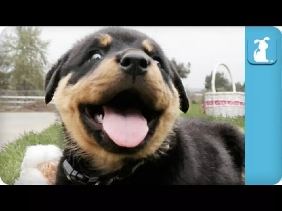 Here&#8217;s Your Thursday Awww Moment With Puppies [Video]