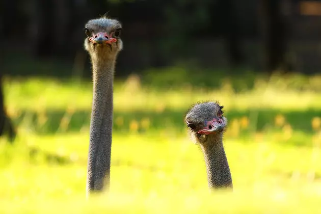 The Road Runner (Ostrich) Versus the Bicyclists [Video]