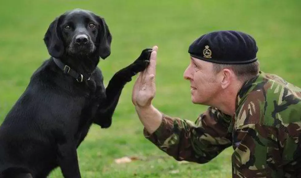 This Memorial Day Don’t Forget the Military Animals who Served so Bravely