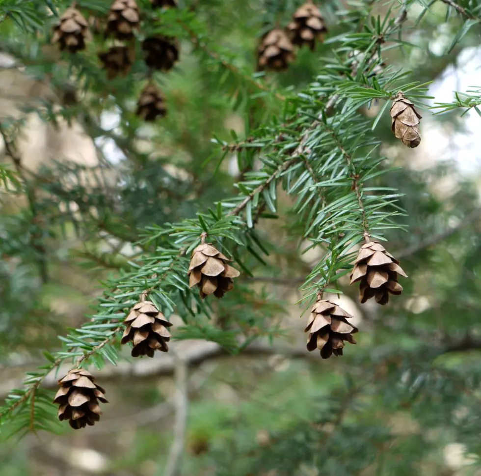 Infected Hemlock Trees in West Michigan: How to Identify