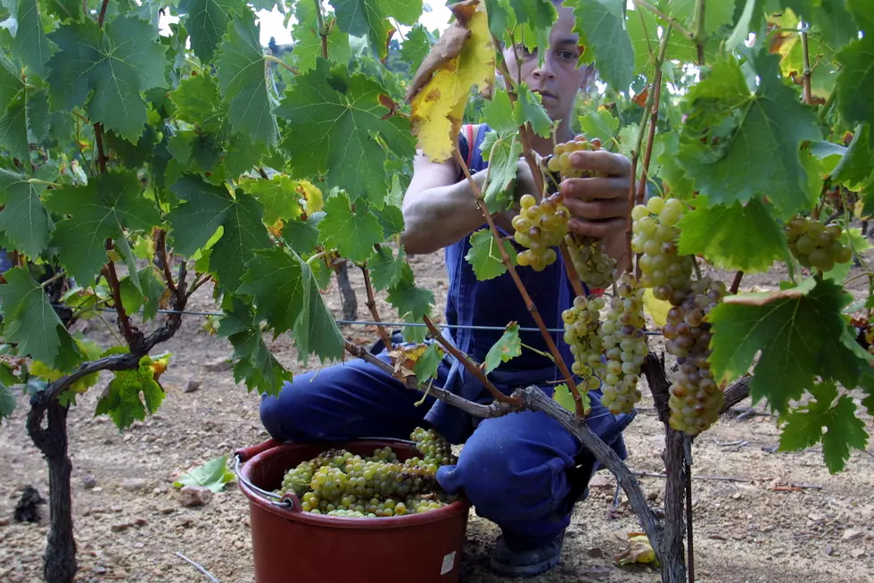 Wine Makers Harvest Grapes Earlier in France