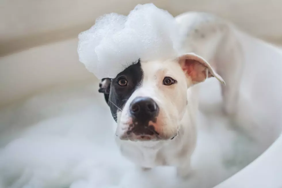 Grand Rapids Company Has a New Way to Give Your Dog a Bath
