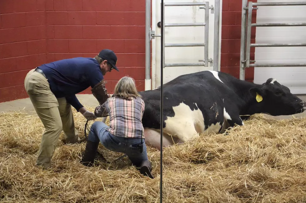 Jim Harbaugh Delivers Baby Calf