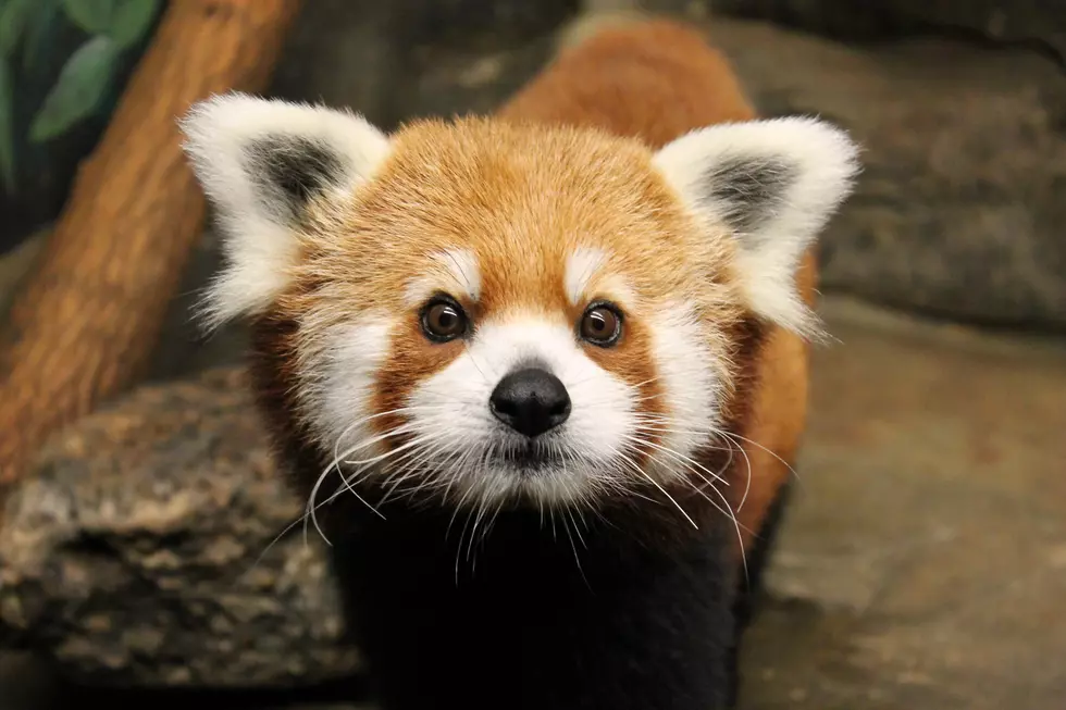 Adorable Photos of Wyatt the Red Panda