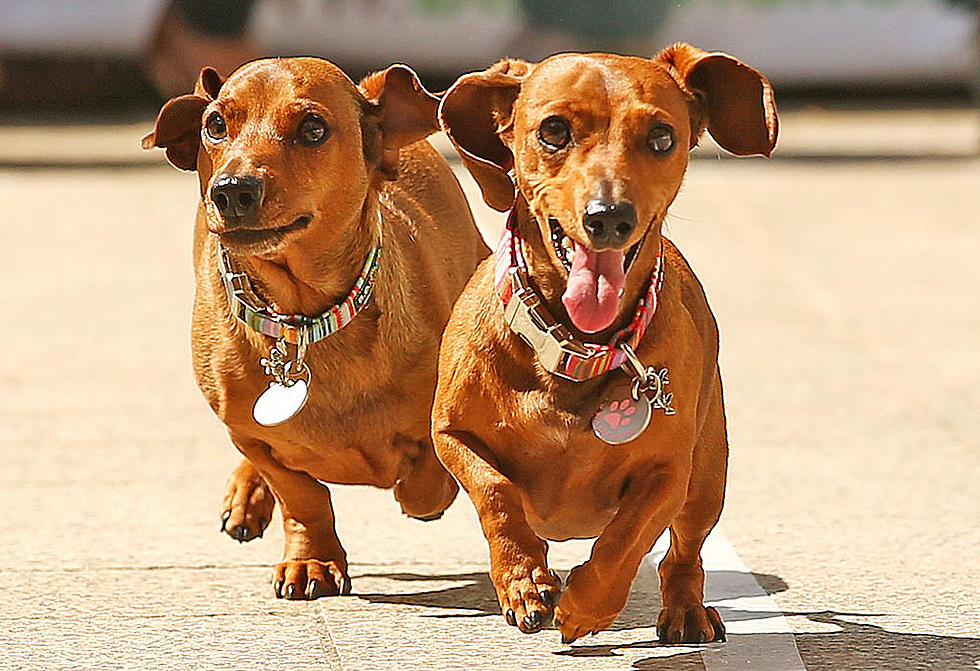 Rent a Wiener Dog for $5 Per Day at This Michigan Vacation Home