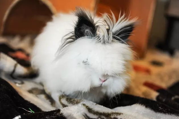 Cotton the Bunny Visits for Wet Nose Wednesday