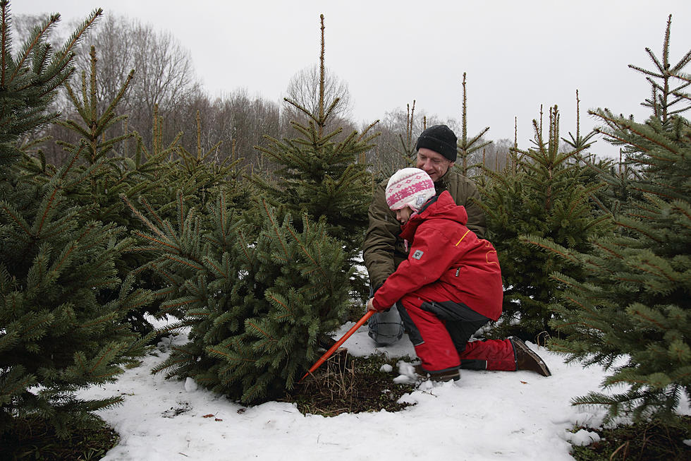 Where to Cut Your Own Christmas Tree