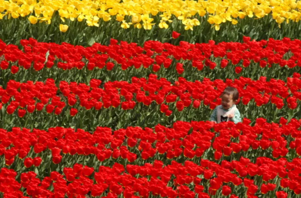 Tulip Time is Just a Month Away