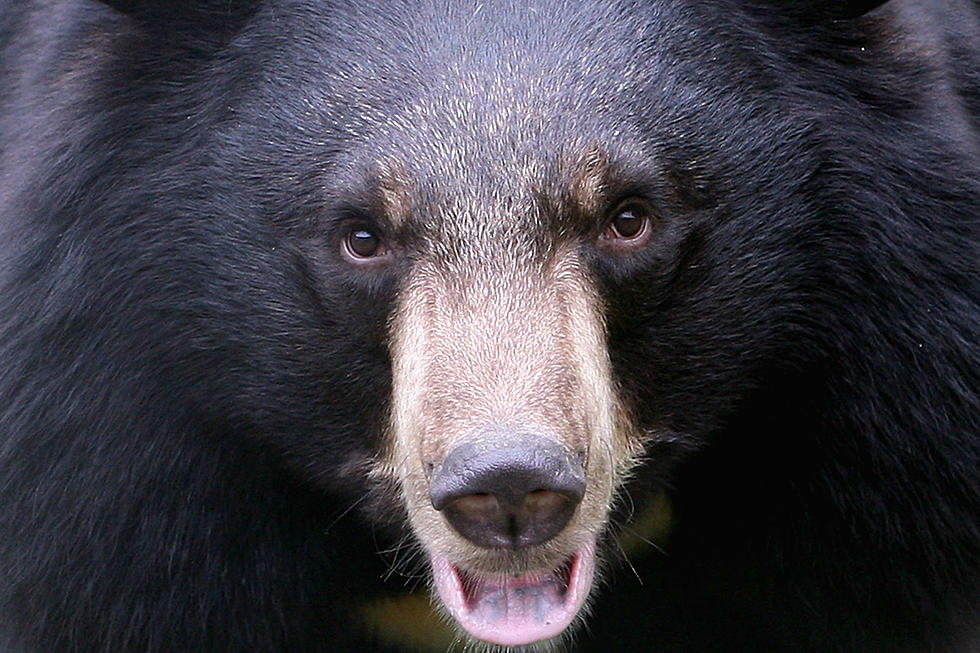 175-Pound Black Bear Hit by Vehicle in Michigan