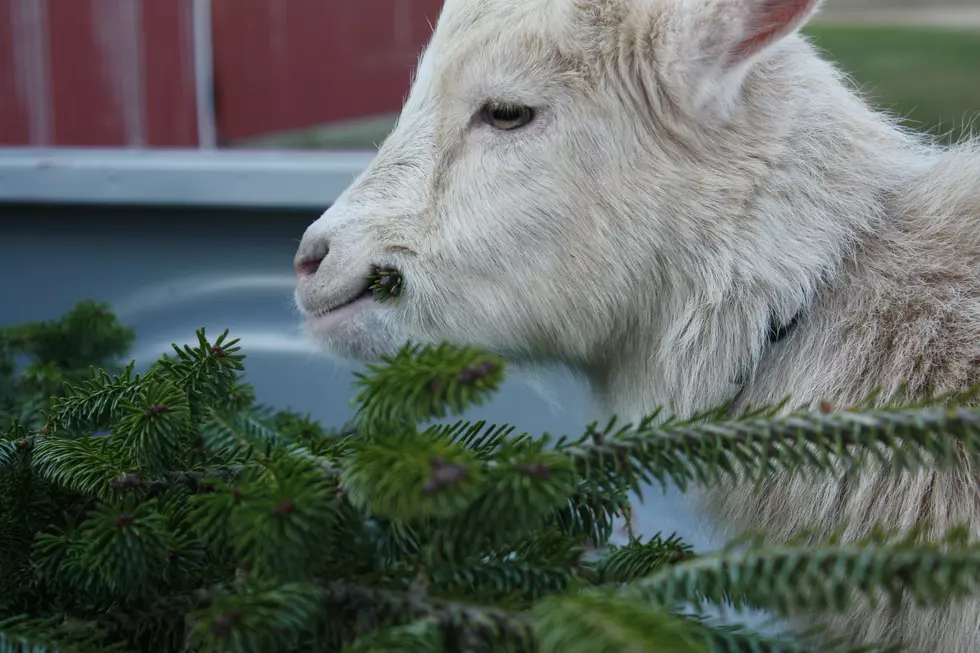 Feed Your Christmas Tree to a Hungry Goat in West Michigan