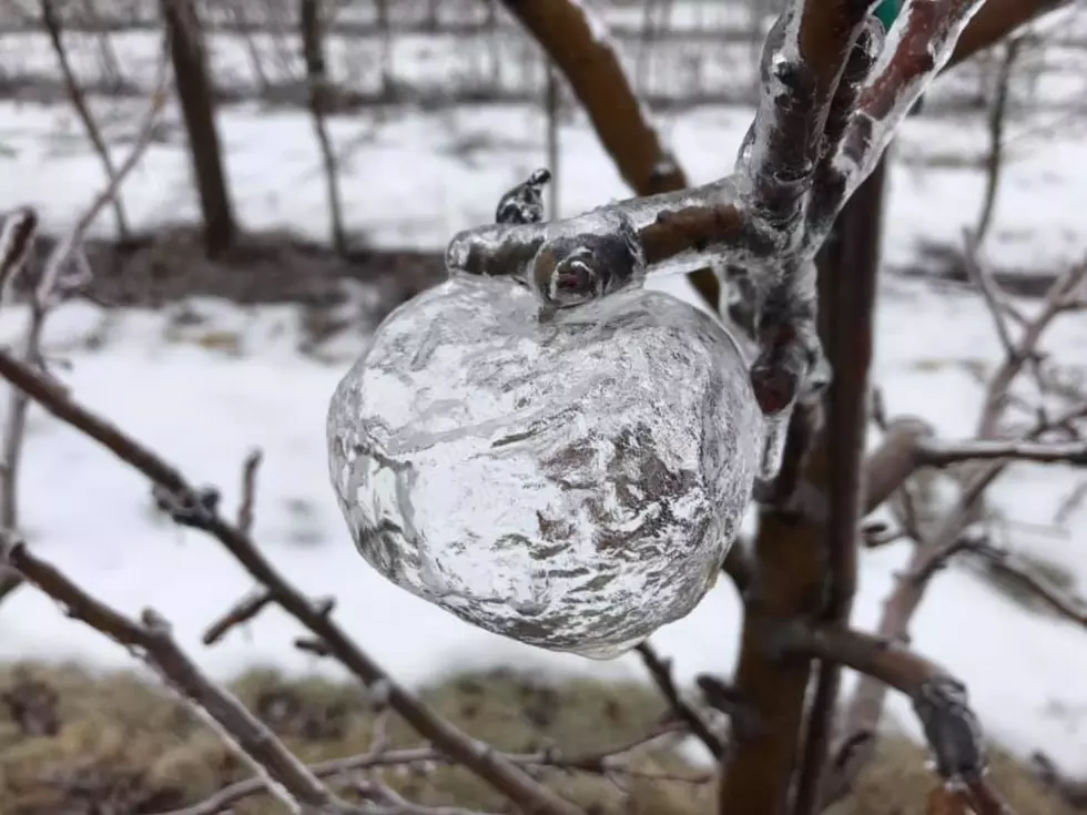 Ice Storms Bring ‘Ghost Apples’ to West Michigan