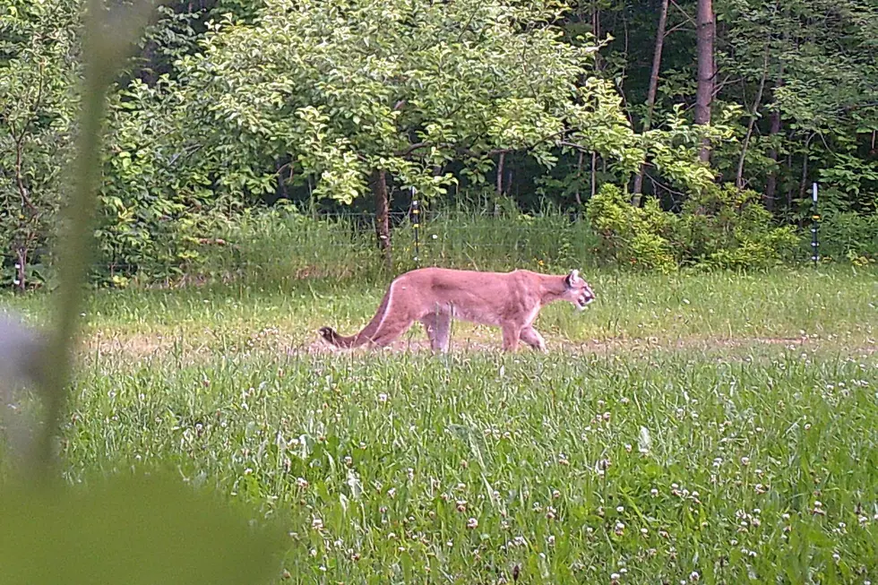 Another Cougar Sighting Confirmed in Michigan
