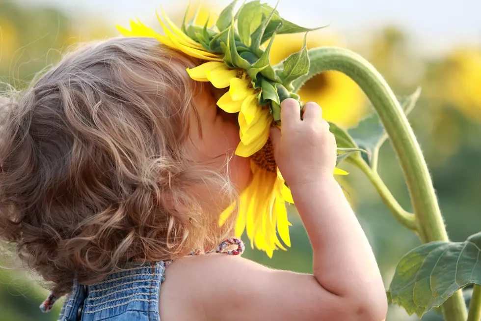 Inaugural Sunflower Festival Continues Through Sunday
