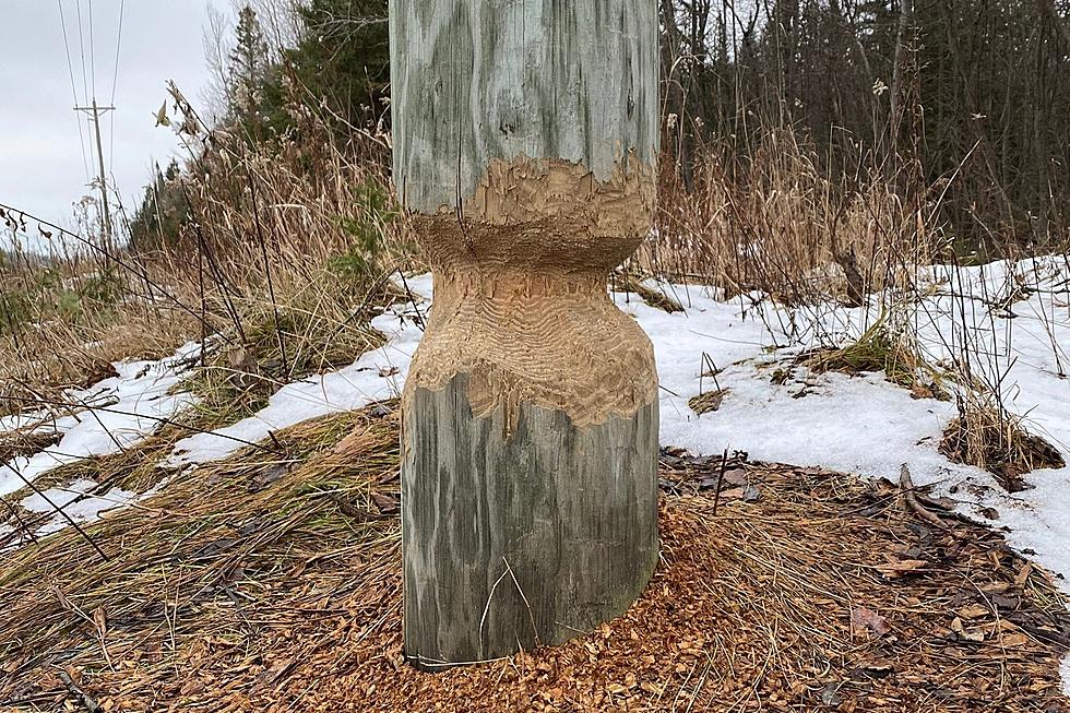Beaver Chews Through Michigan Utility Pole