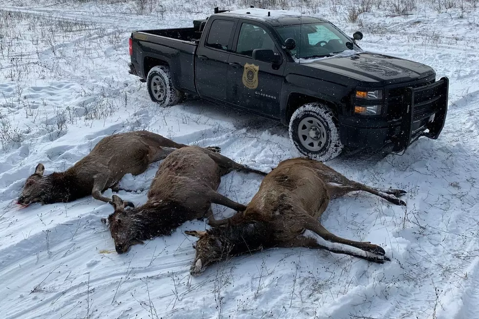 ‘Worst Year We’ve Had’ as Three More Elk Poached in Michigan