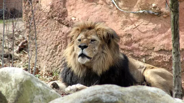 John Ball Zoo&#8217;s Male Lion, Docha, Has Died