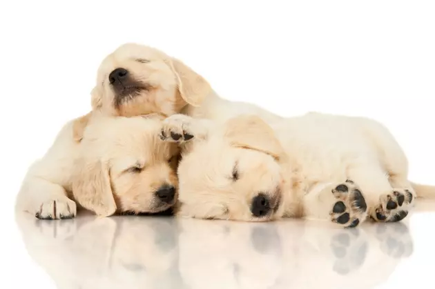 Want to Relieve Your Stress? Look at Puppies!