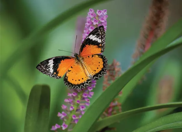 Ready for Spring? It&#8217;s a Sure Sign When the Butterflies Bloom!