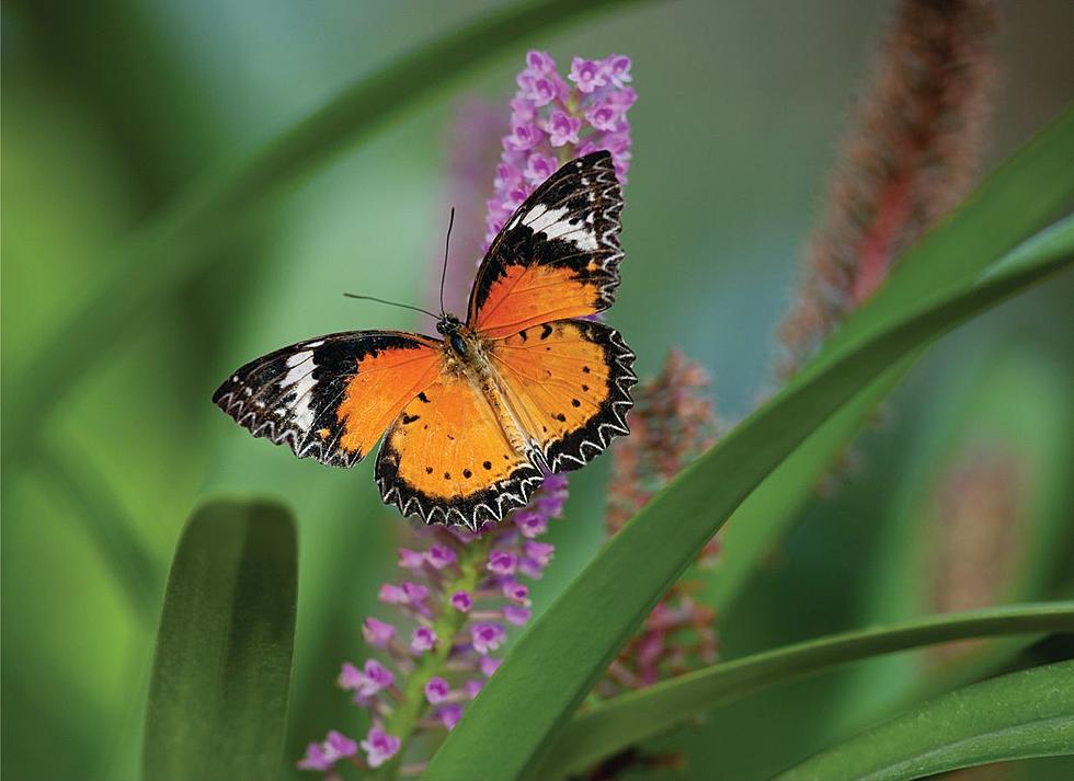 Ready for Spring? It’s a Sure Sign When the Butterflies Bloom!