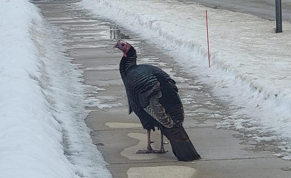 Is There A Happy Ending to The Saga Of Kentwood’s Gary the Turkey?