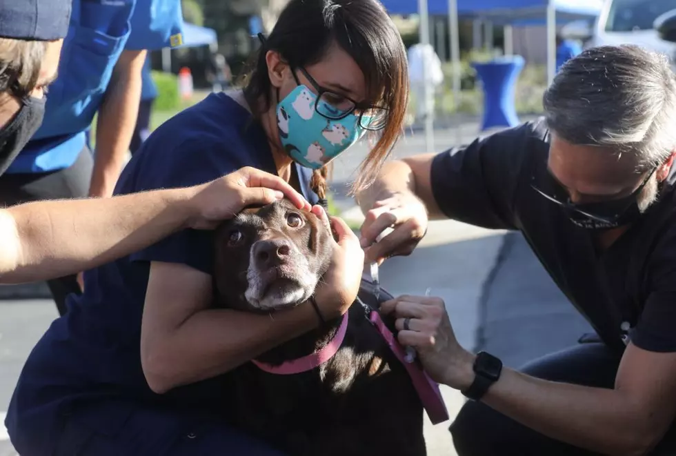 Drive Through Pet Vaccine Clinic Held Amid COVID-19 Pandemic