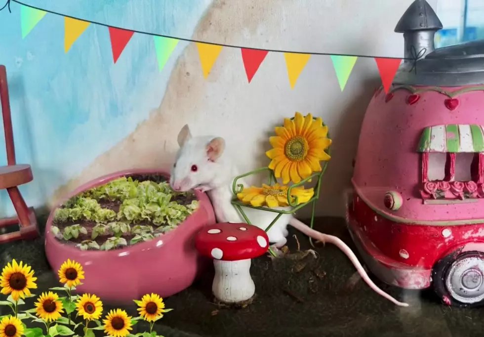 Mice Are Our Pets of The Week On Wet Nose Wednesday
