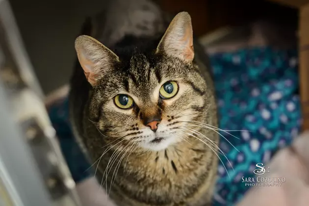 How About a Sweet Kitty as Your Next Family Member? Meet Sue!