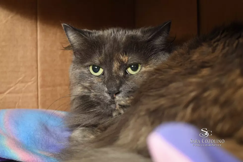 Chloe May Be the Perfect Cat For You and Your Family